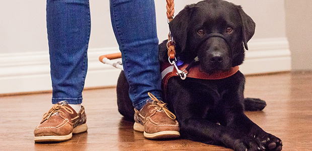 at what age do guide dogs start training