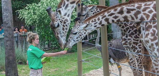 Texas FFA News - Texas FFA Member Completes Houston Zoo Crew Program